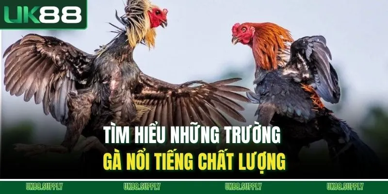 Đá Gà Trực Tuyến - Khám phá Sảnh Cá Cược Uy Tín Nhất Năm Nay 2 Tìm hiểu những trường gà nổi tiếng chất lượng